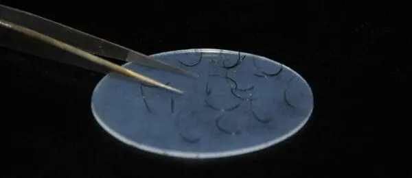 A pair of scissors cutting through some hair.